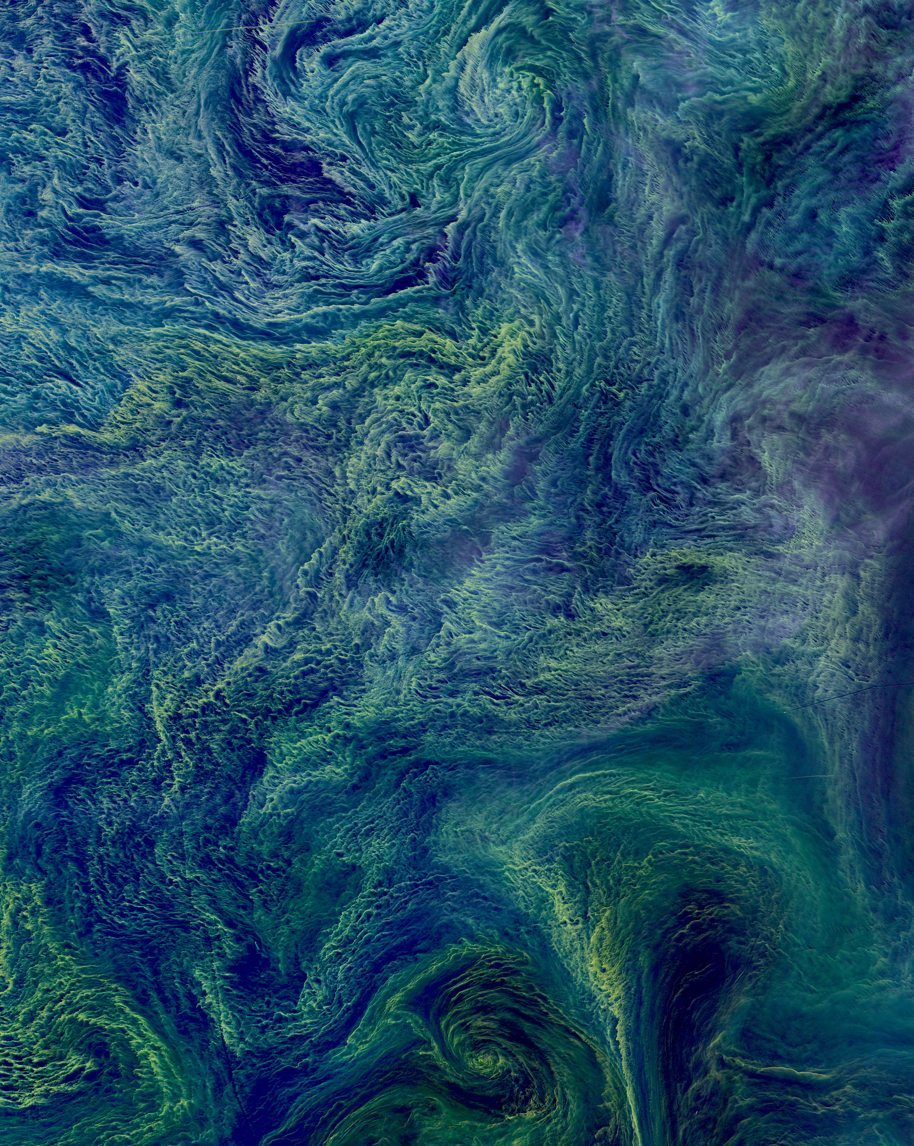In August 2015 a massive bloom of cyanobacteria - more than 100 square kilometers - was seen in the Baltic Sea. Cyanobacteria are a type of marine bacteria that capture and store solar energy through photosynthesis. While some are toxic to humans and animals, large blooms can cause an oxygen-depleted dead zone where other organisms cannot survive. Scientists believe that blooms are more likely to form in the presence agricultural and industrial run-off or from cruise ships that provide excessive nutrients for the bacteria through the dumping of sewage.