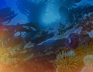 UN World Oceans Day 2022: Revitalization