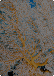 tune in for virtual box