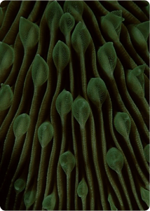 tune in for virtual box