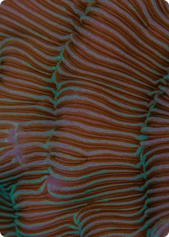 tune in for virtual box